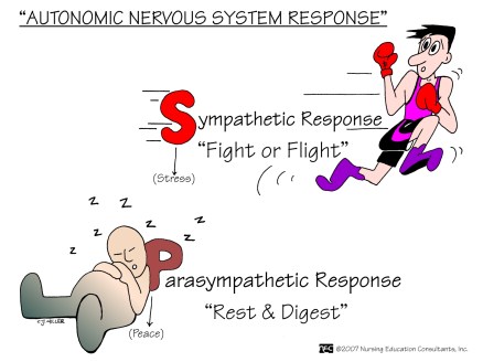 autonomic-nervous-system-response
